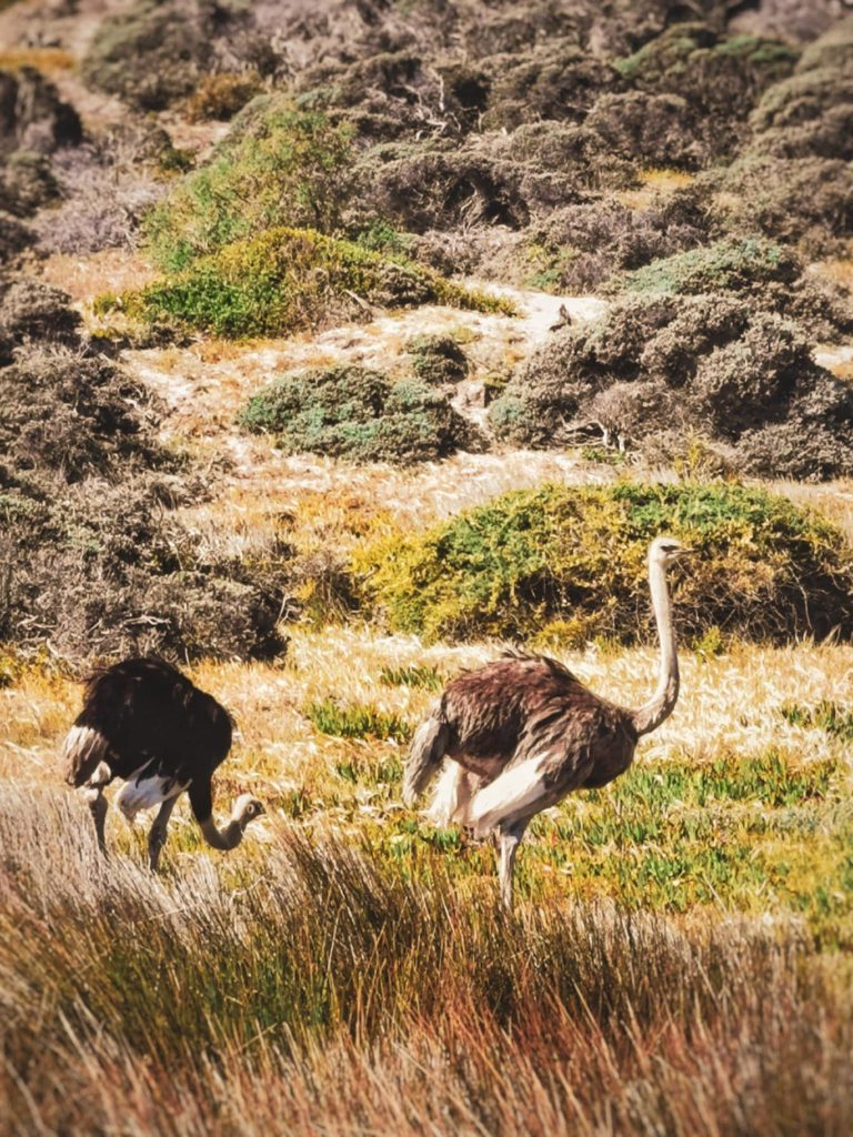 Cape Point Nature Reserve ostriches