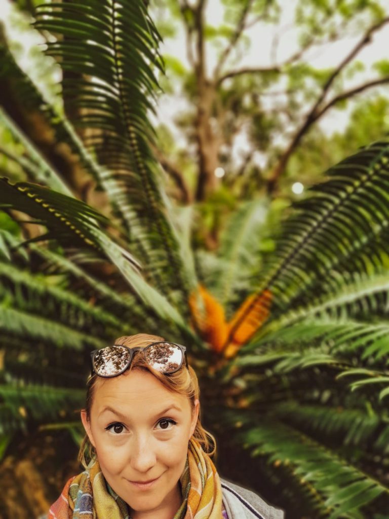Kirstenbosch cykada