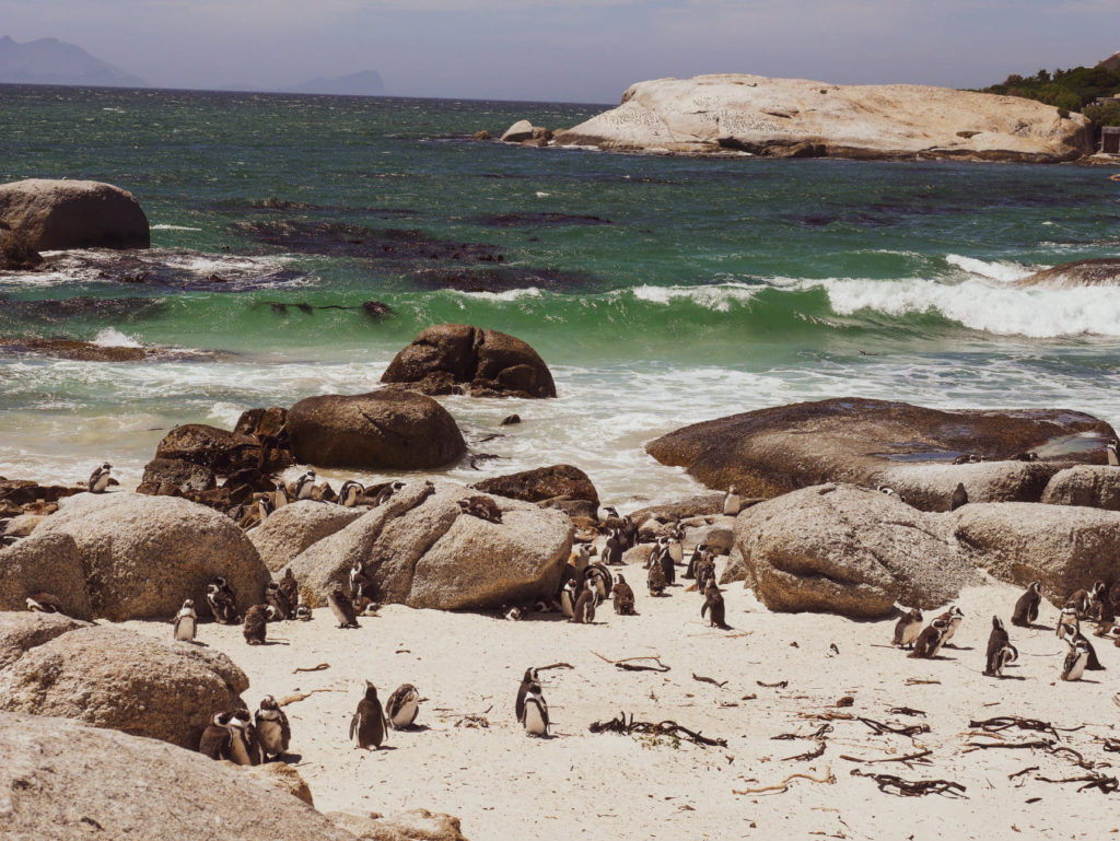 Kolonia dzikich pingwinów afrykańskich w Boulders Beach