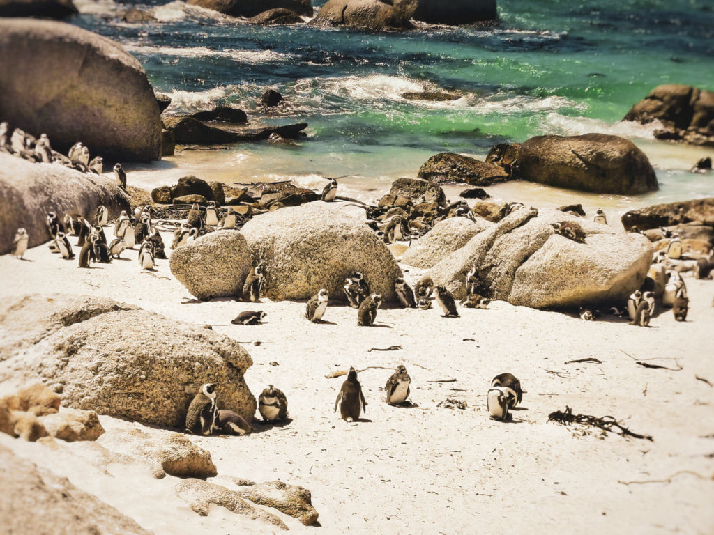 Boulders Beach - penguin colony