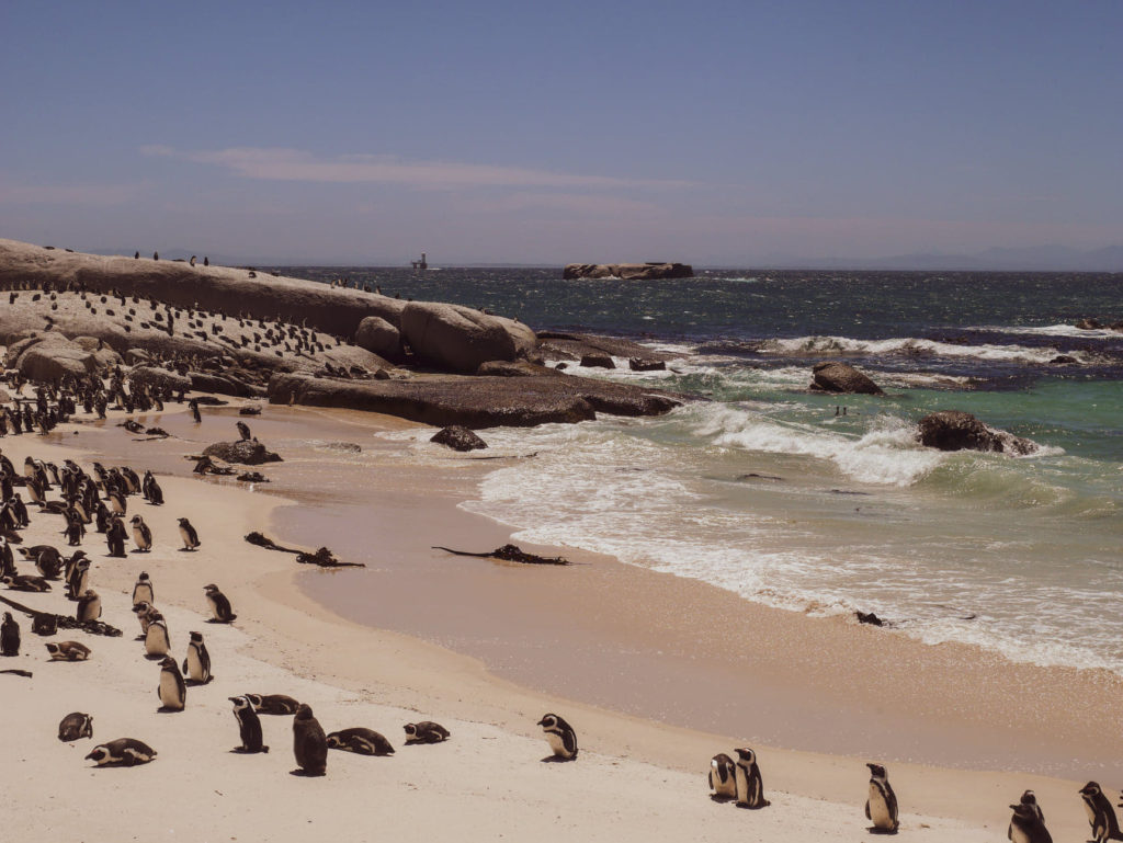 boulders beach pingwiny