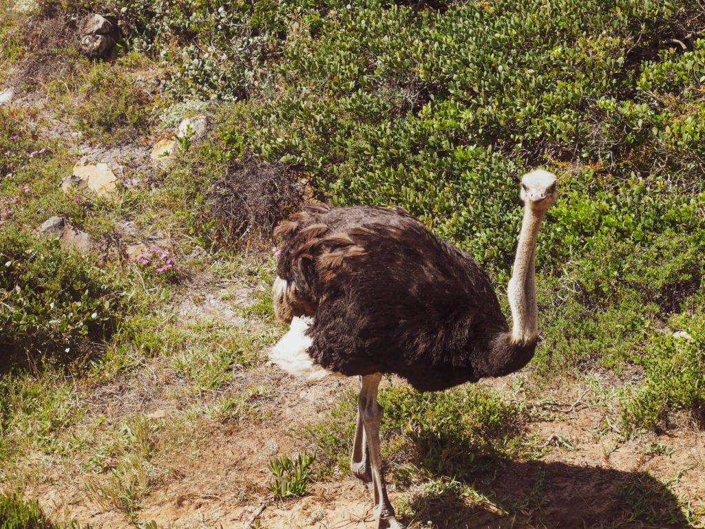 cape point nature reserve struś ostrich