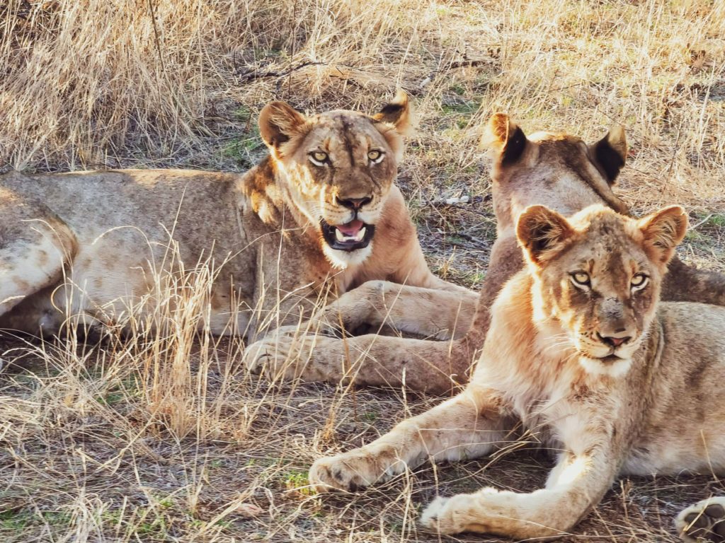 Kruger Park lions