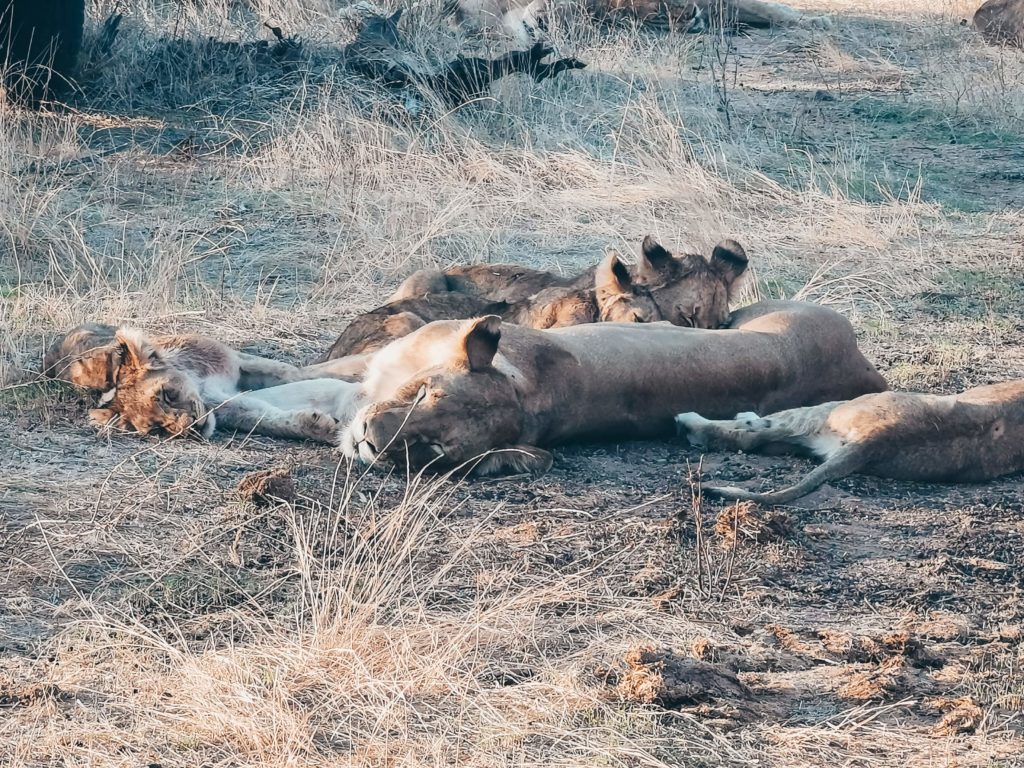 Lwice na safari w RPA