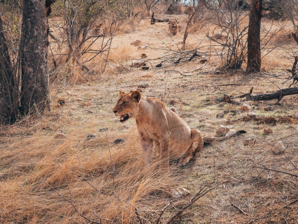 Lew obserwujący w bawoły w Parku Krugera