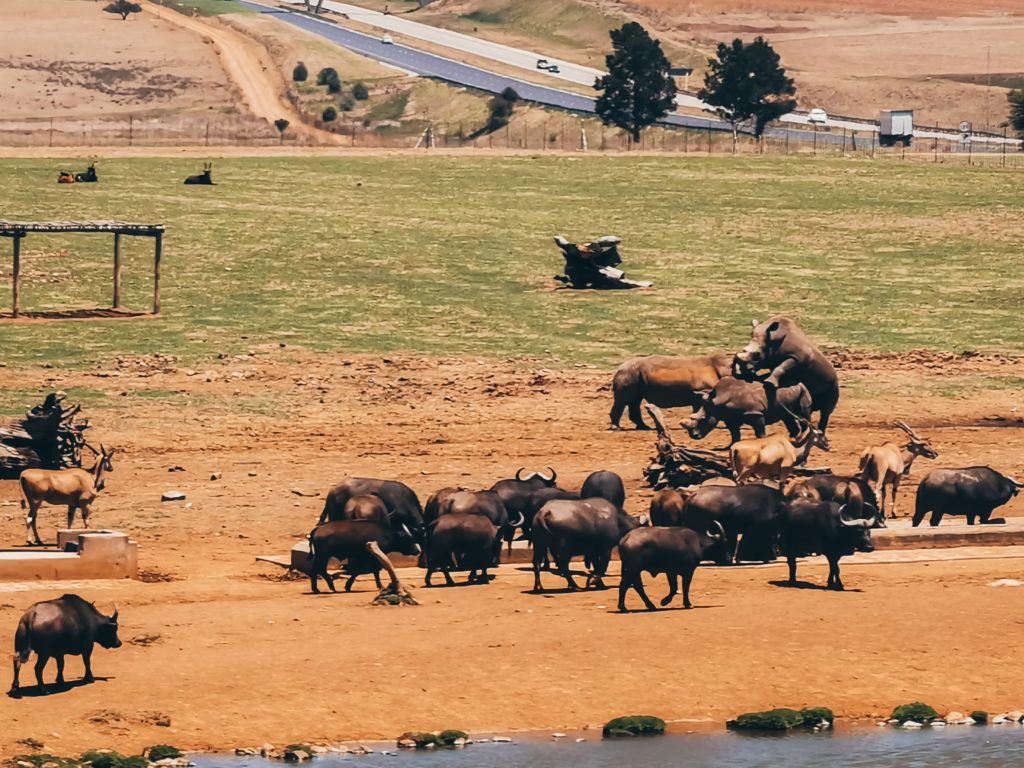 nosorożce wielka piątka park krugera