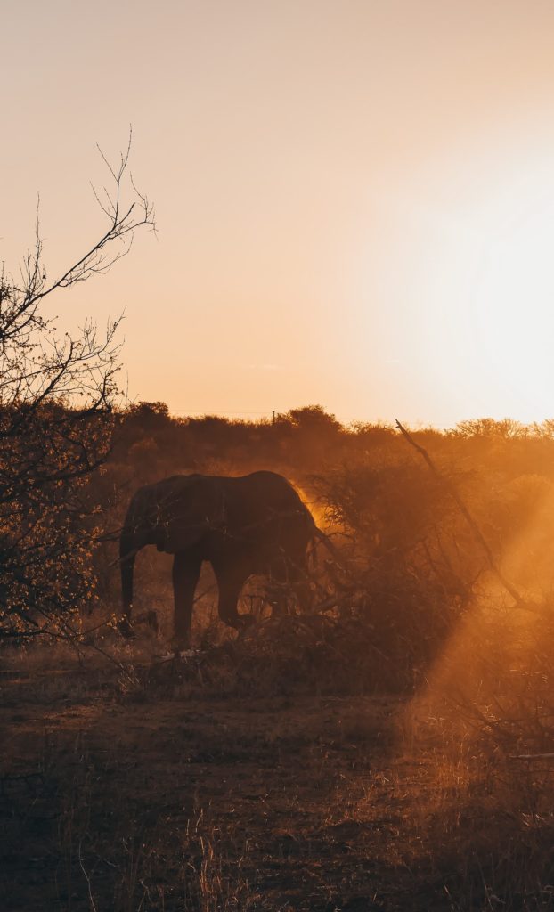 Park Krugera Słoń