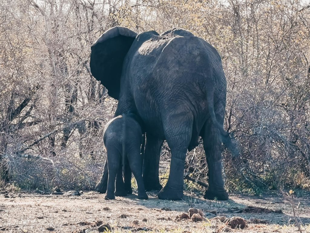 Słoniątko z mamą park krugera