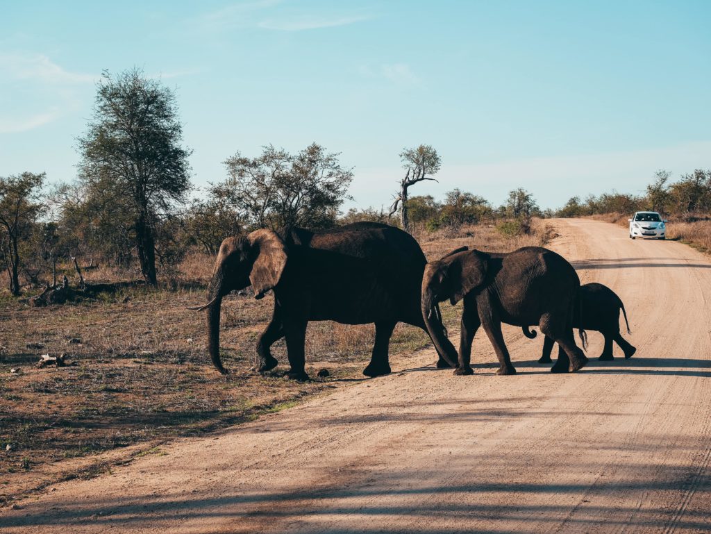 slonie na safari w RPA
