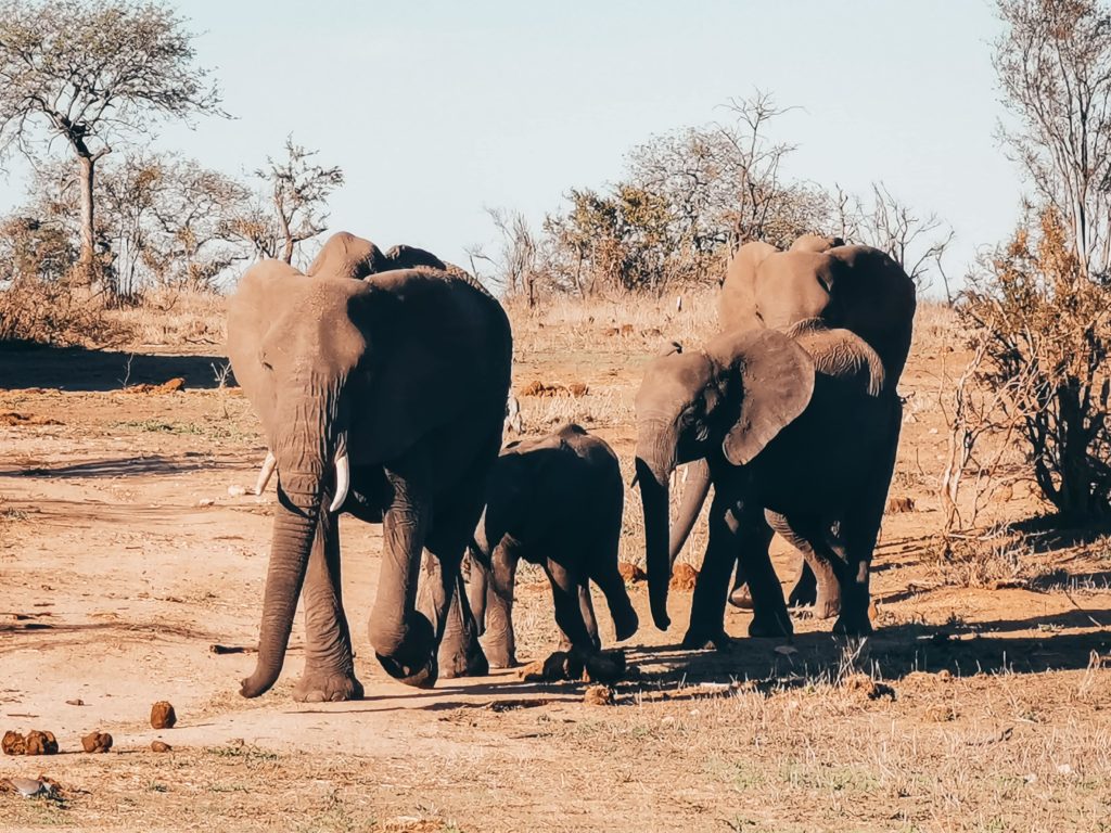 Słonie park krugera wielka piątka