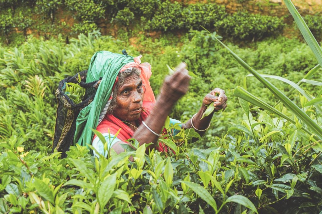 Plantacja herbaty Sri Lanka