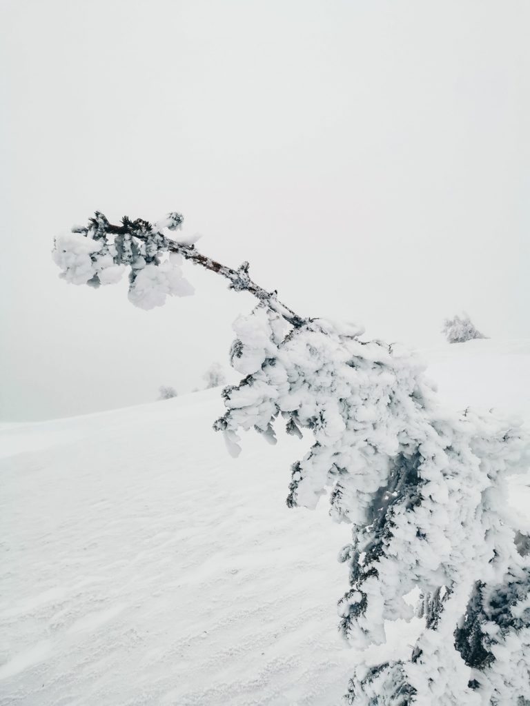 Drzewo w lodzie