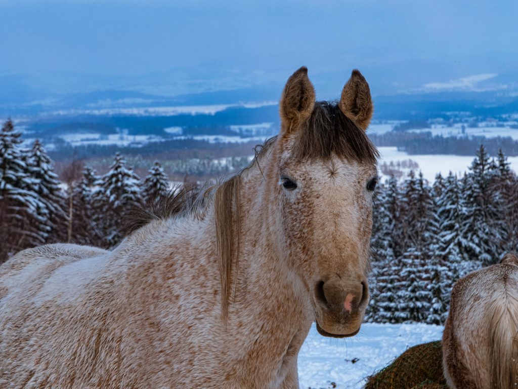 Konie w Rudawach Janowickich