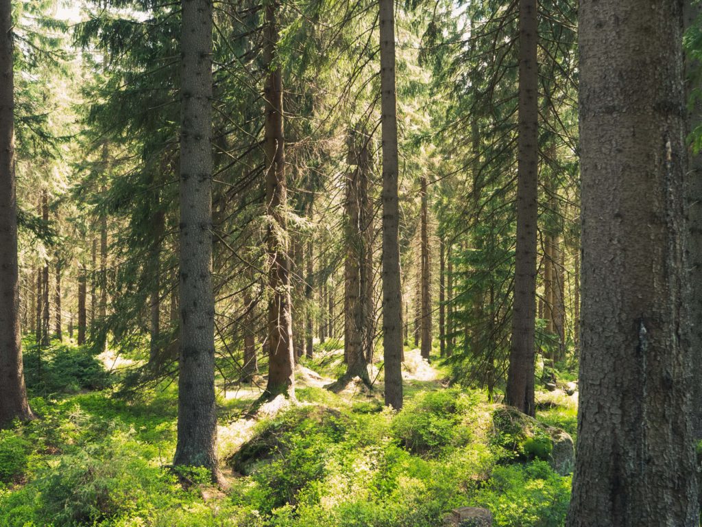 Uwaga las! Zapewnia ciszę i spokój