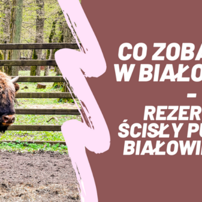 Co zobaczyć w Białowieży i czy warto iść do Rezerwatu Ścisłego Puszczy Białowieskiej?
