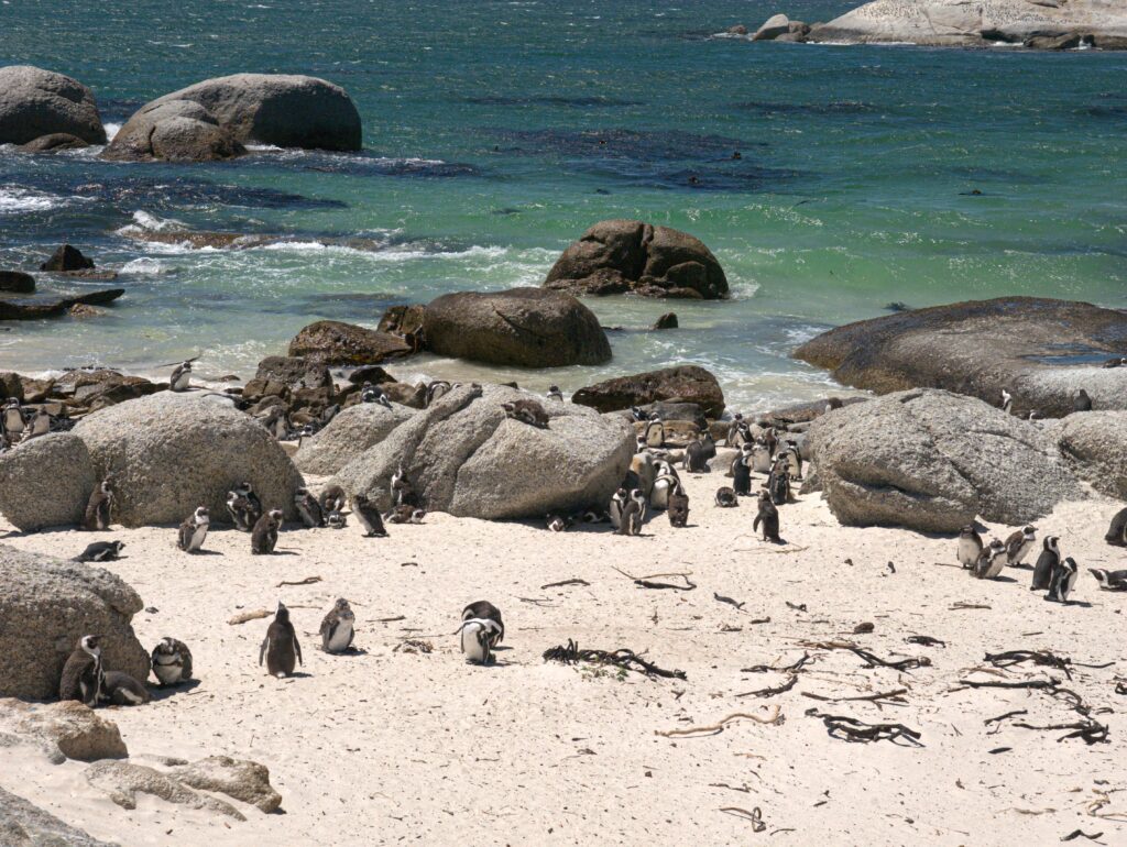 Pingwiny Afrykańskie Boulders Beach