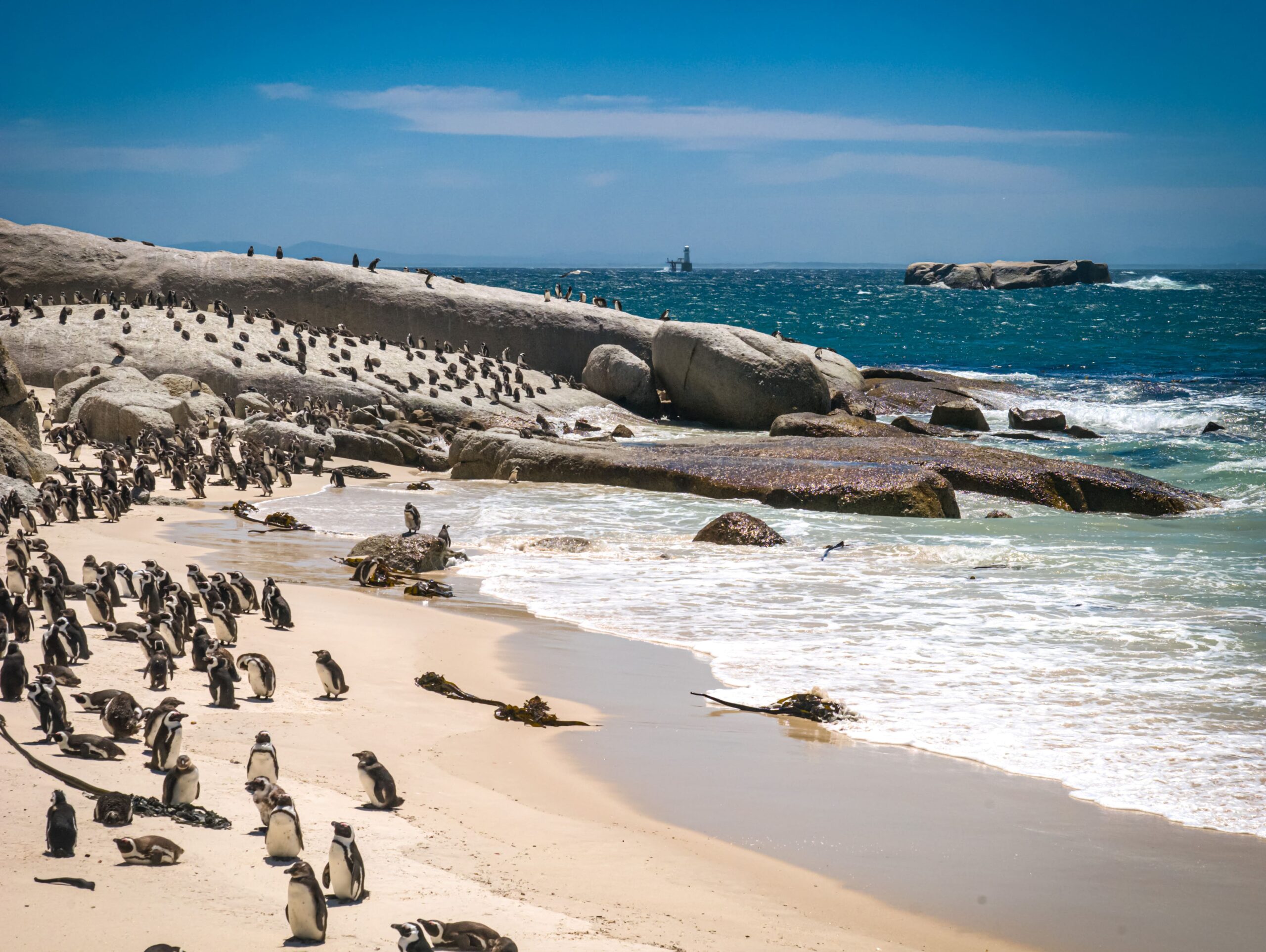 beach full of penguins south africa-min