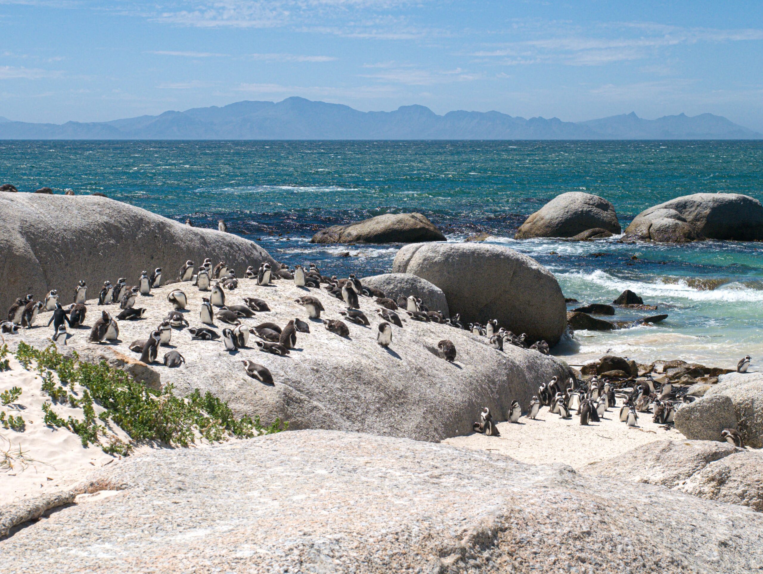boulders beach penguins-min