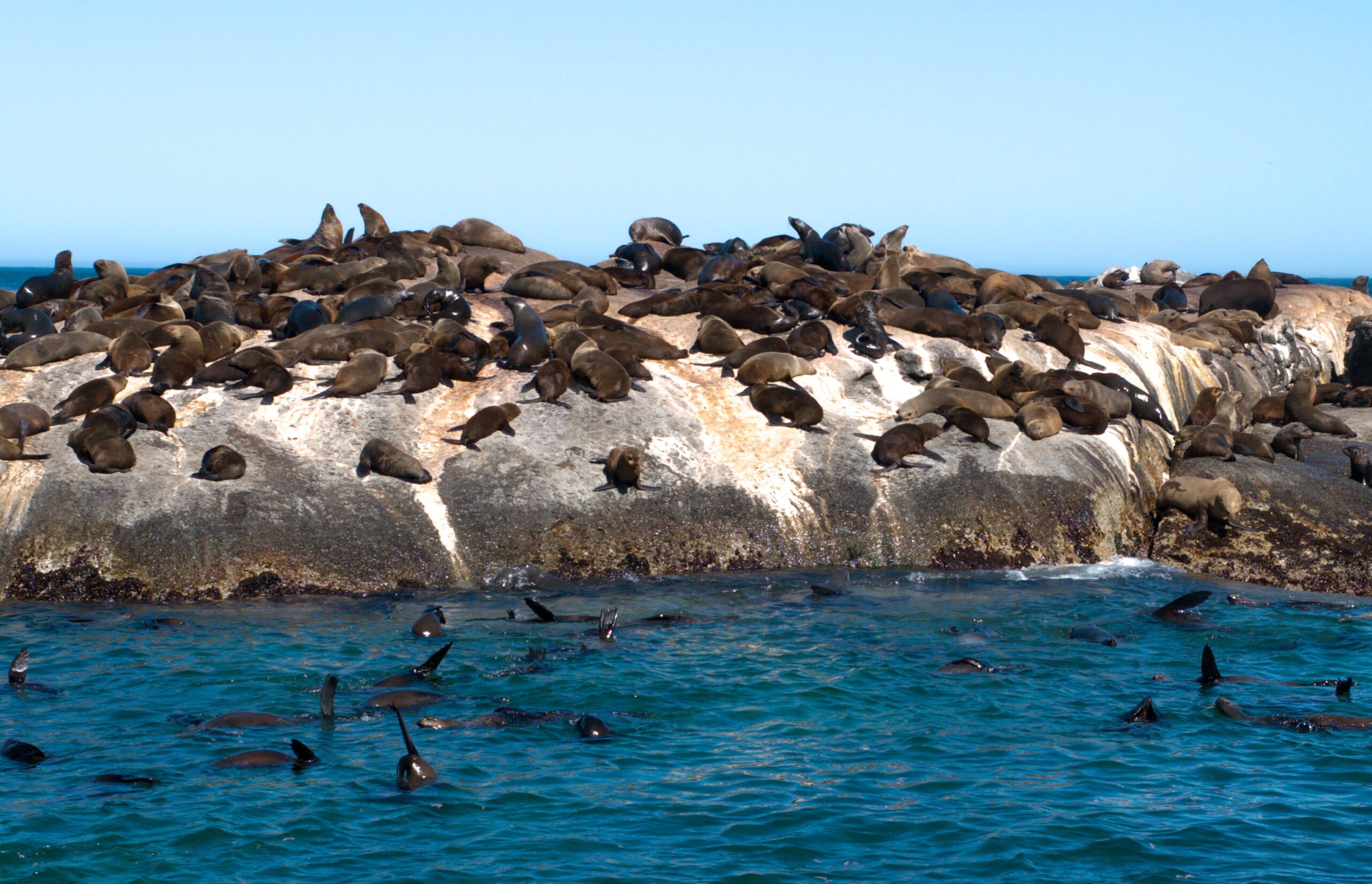 duiker island seals-min
