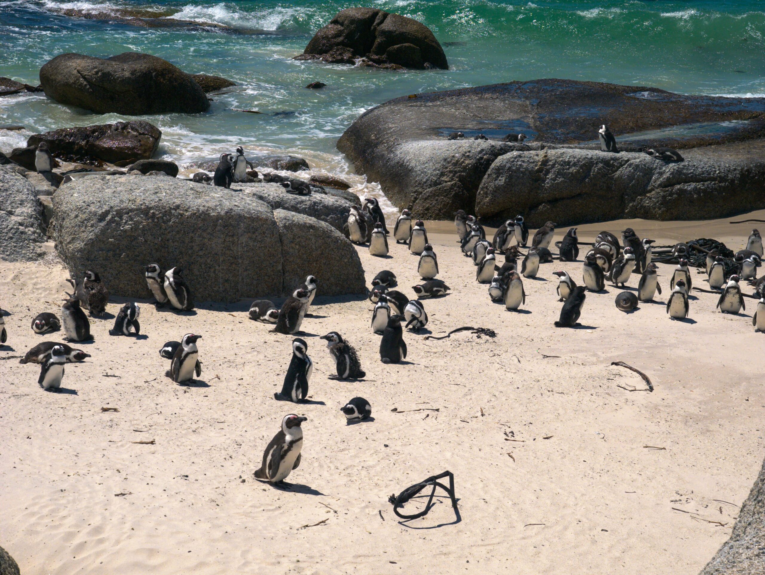 pingwin afrykański boulders beach-min